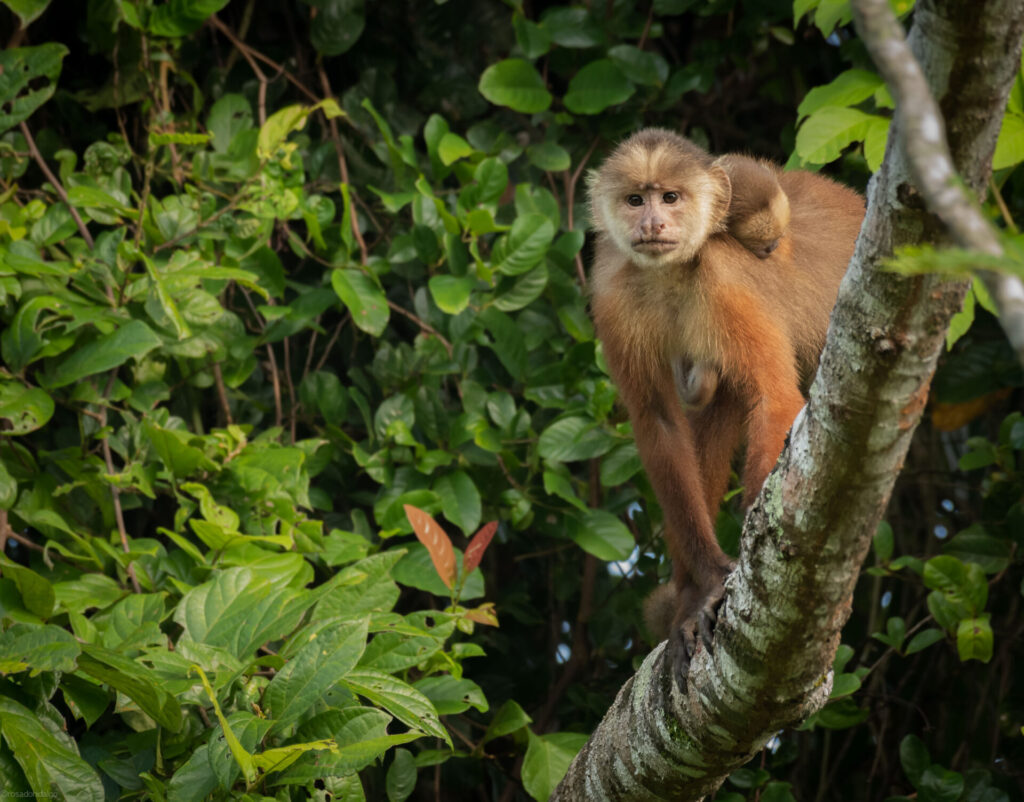 White-fronted Capuchin Monkey with baby on its back