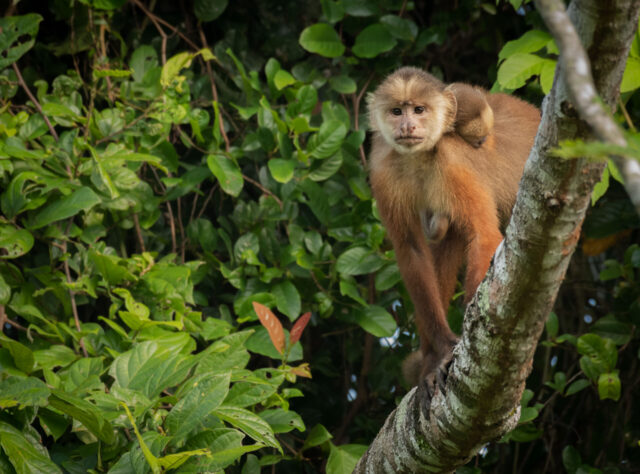 White-fronted Capuchin Monkey with baby on its back