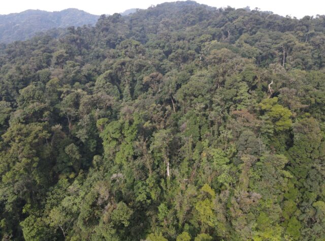 photo of forested area in Honduras' Trifinio Region