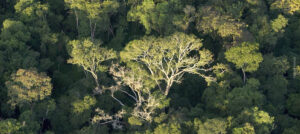 Atlantic Forest, aerial view