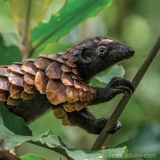 Black-bellied Pangolin