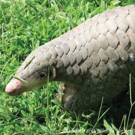 Chinese Pangolin