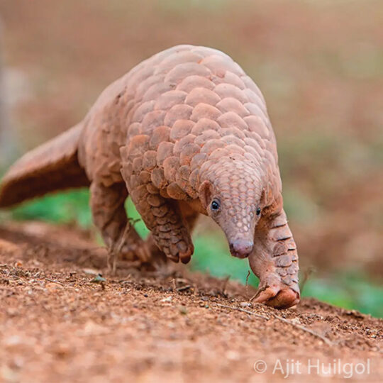 Indian Pangolin