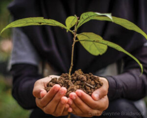 Hands holding a seedling