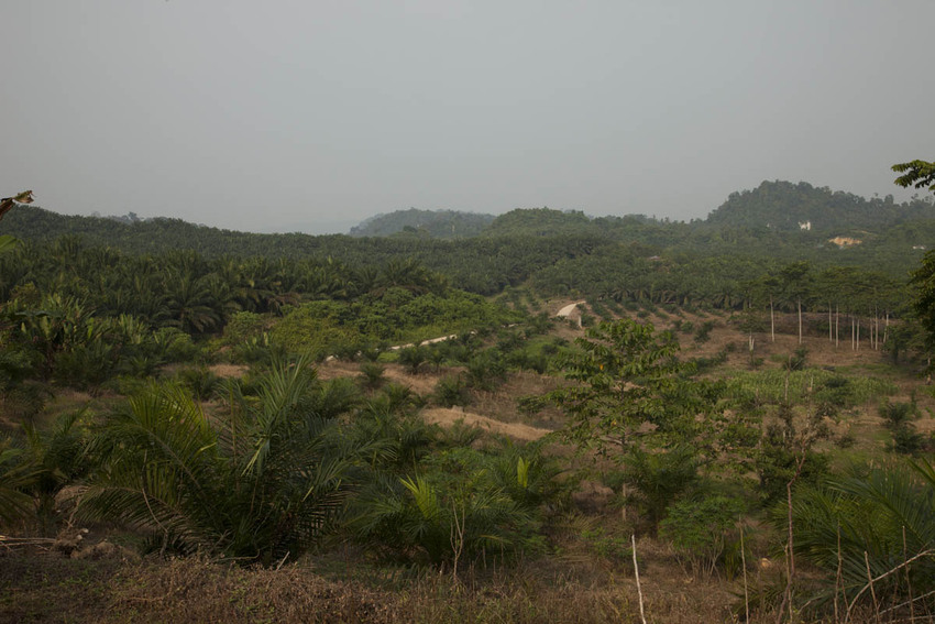 An aerial view of a deforested area with rows of oil palms being planted