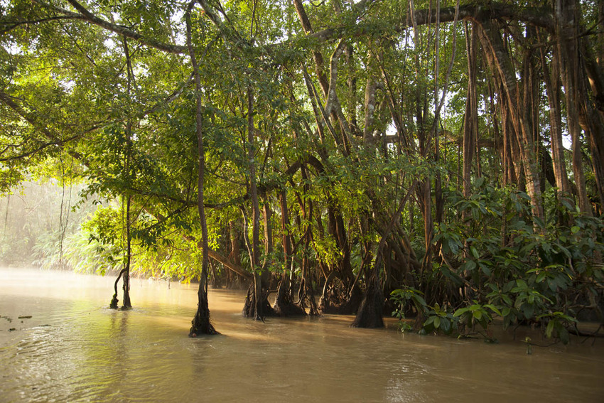 Sunlight shows through the trees of Borneo's rainforests.