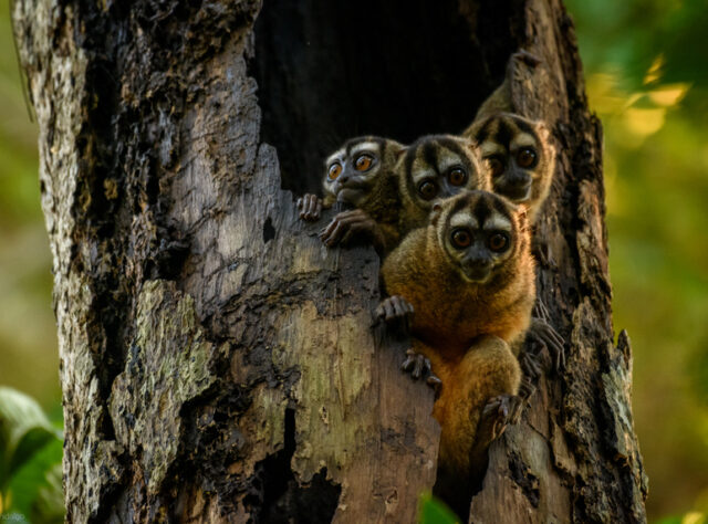 Four Grey-handed Night Monkeys peer out of a hollow tree trunk as the sun sets