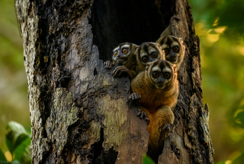 Four Grey-handed Night Monkeys peer out of a hollow tree trunk as the sun sets