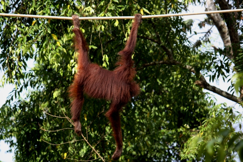 An Orangutan hangs from a rope bridge between trees in the rainforest canopy