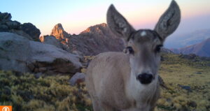 A photo of a Taruca (Hippocamelus antisensis).