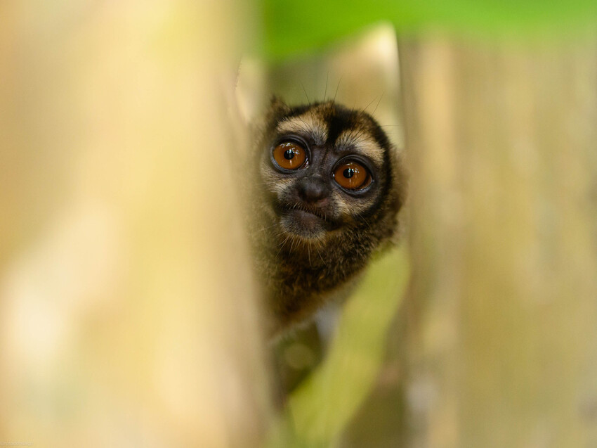 A close up of the face of a Grey-handed Night Monkey