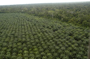 Arial view of a palm oil plantation