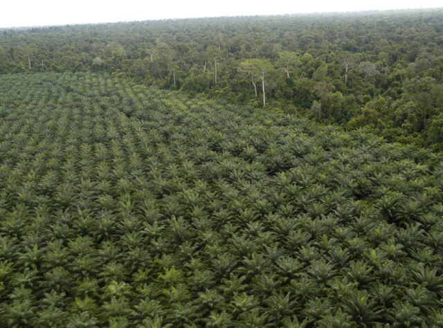 Arial view of a palm oil plantation