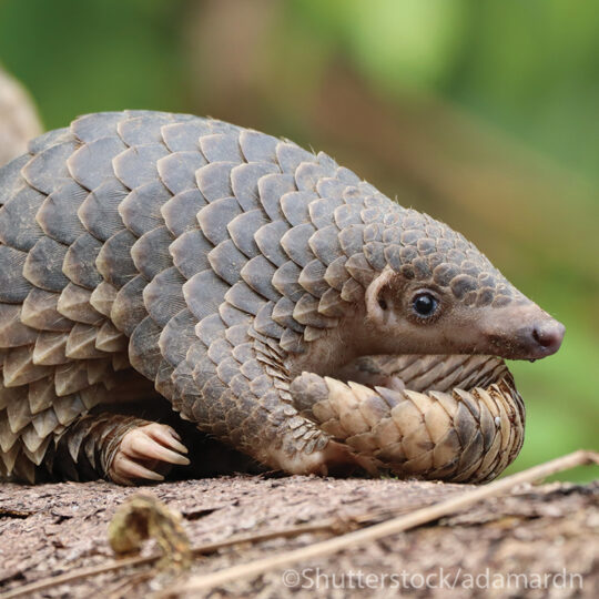 Sunda-Pangolin Sunda Pangolin