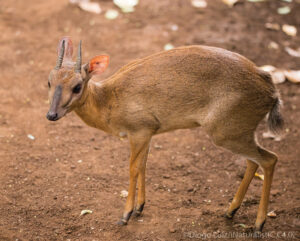 Suni Antelope