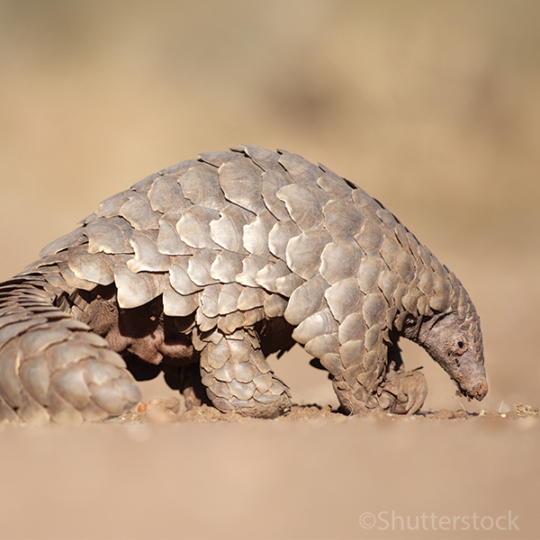 Temminck's Pangolin