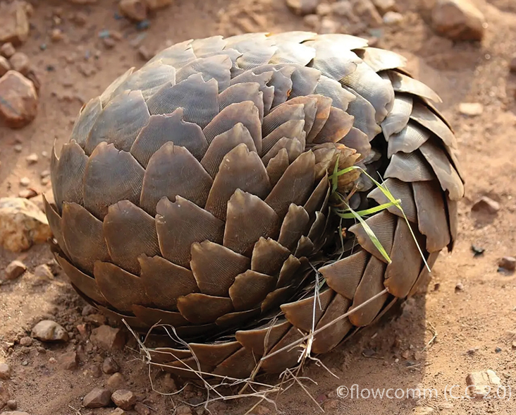 A Pangolin rolled up in a ball.