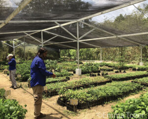 View of a tree nursery in Colombia