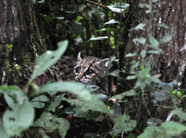 A Margay's head can be seen peering through the underbrush of plants