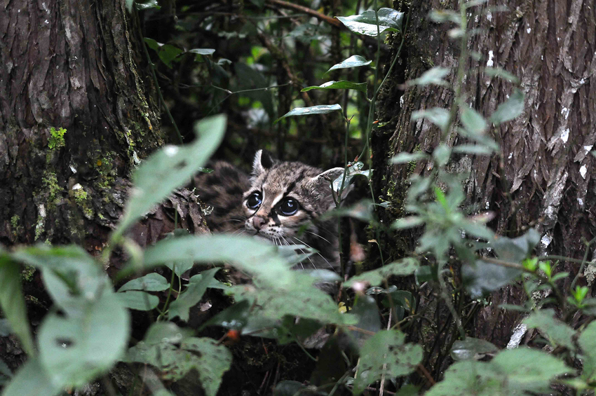 A Margay's head can be seen peering through the underbrush of plants